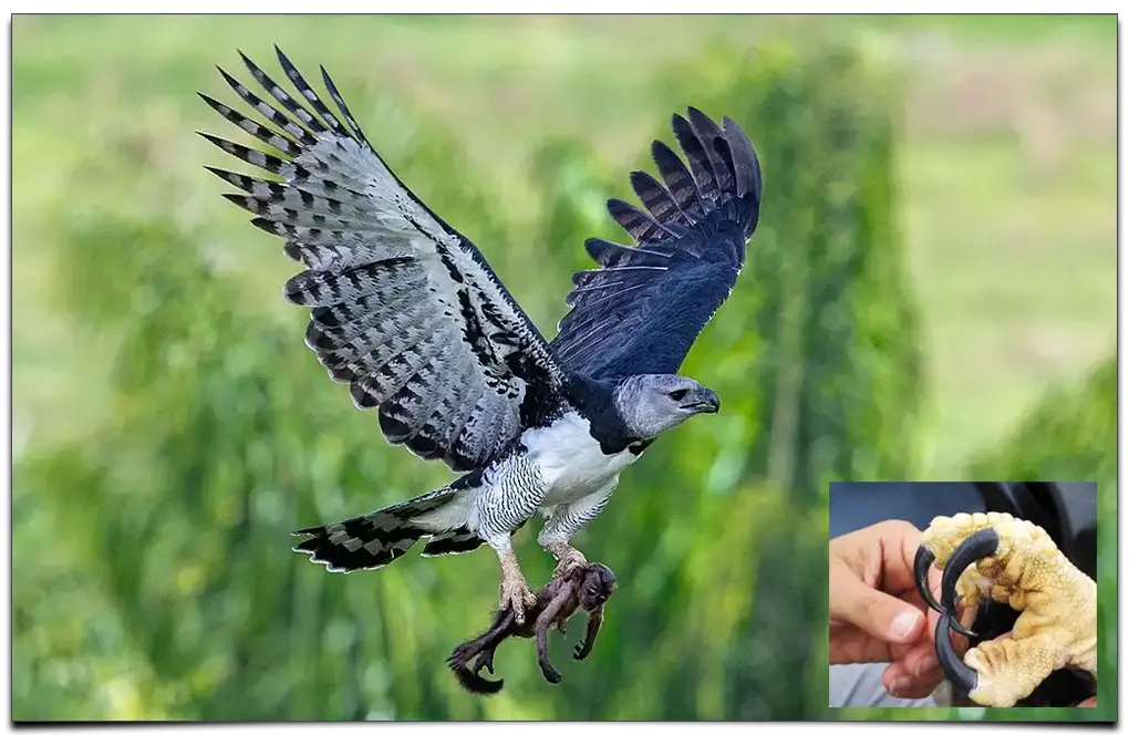 Największe szpony