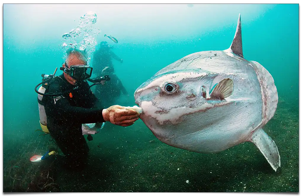ryba mola mola