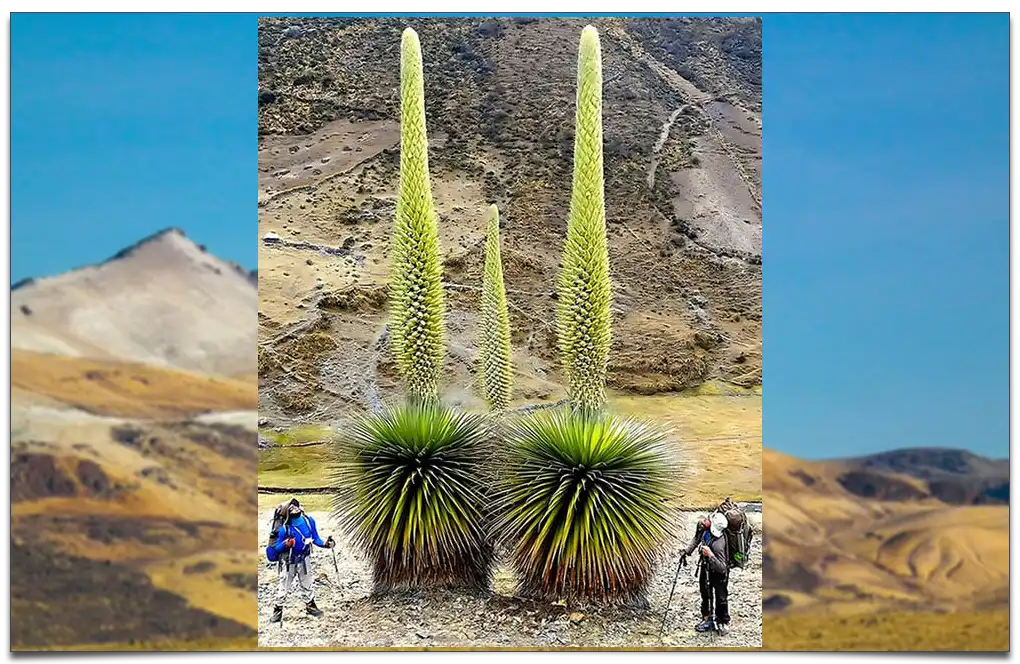 największy gatunek bromeliad